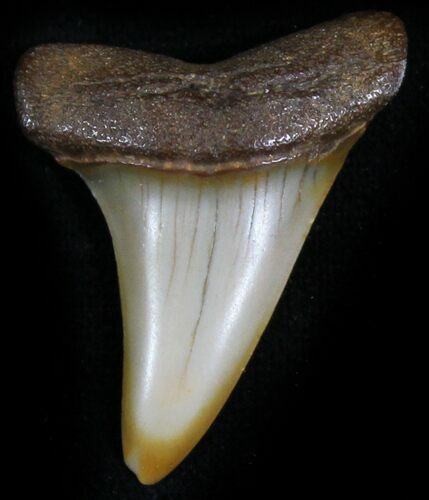 Fossil Mako Shark Tooth - North Carolina #25361